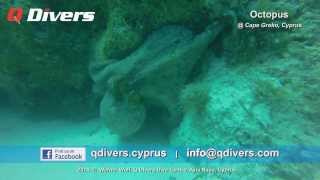 Q Divers - Octopus @ Cape Greko, Cyprus