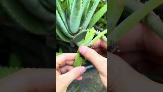 Tips to help aloe vera plants grow best #shorts