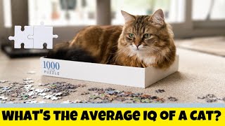 What's the Average IQ of A Cat? | Are Cats Smarter than Dogs?