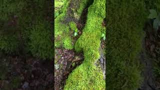 Explorando la Naturaleza: Musgos y Árboles del Género Fagus en su Hábitat Natural