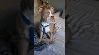 why is my left shoe damaged...? #youtubeshorts #shorts #mydog #oldenglishbulldog #dog #tiktok