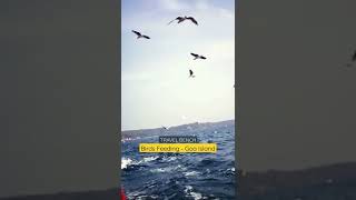 Birds feeding | Island trip | Goa | Boat trip | Vacation #shorts #short #viral #goa #fun #trip #sea