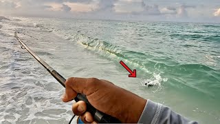 I WAS WALKING THE BEACH WHEN I SAW THESE FISH BLOWING UP! Pensacola Beach, FL!