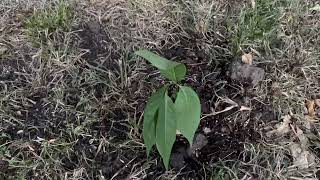 Latest addition to Patterson Orchards - PawPaw in Lamar County TX