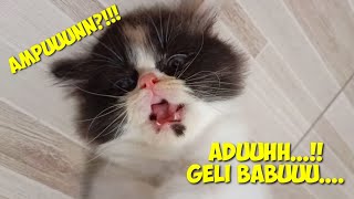 Jurnal Kucing #42 : Ekspresi Anak Kucing Digelitikin Bikin Gemes