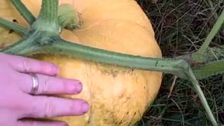 Pittman's Pumpkin Patch part 11 2018