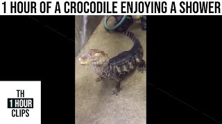 1 Hour of a Crocodile enjoying a shower