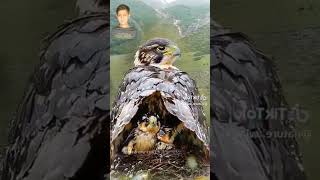 Wild Eagle In Rainy Mountain