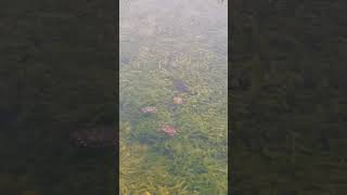 Snake Head fish & Tortoises in Titiwangsa Lake, Kuala Lumpur. #shorts #snakehead #kumpau