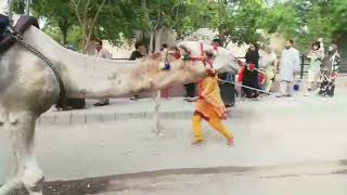 camel video Lahore Zoo