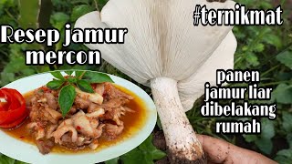 PANEN JAMUR BULAN || CUMA ADA SEKALI SETAHUN