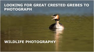 Looking for Great Crested Grebes to photograph.