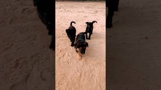 cute german shepherd puppies || #shorts #viral