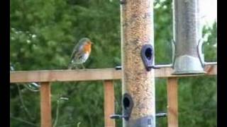 A Robin Having A Poo