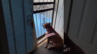 One Thing Our Dog Must Do Every Day 🐕😘#doglover #cutedog #funnyvideo #dogdad #pitbull #shorts