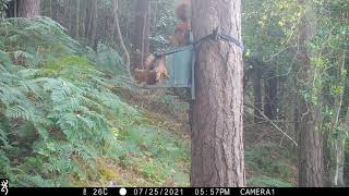 Three red squirrel siblings in Donard Forest