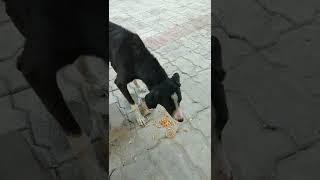 my India India puppy 😀😀😀pls like subscribe share Thanks