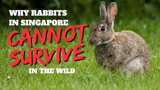 Why Domestic Rabbits Cannot Survive in the Wild in Singapore