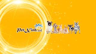 Live stream các bé chó mèo tại shop petxinh 17/9 #mèo #poodle #lạp_xưởng #bull_pháp # corgi #mèo_anh