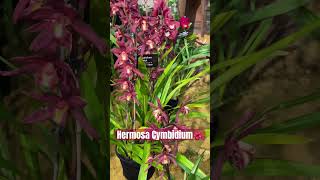 ✅Bella Cymbidium🌸#shorts#orchid#beautiful #flowers#spring#showcase #viralvideo