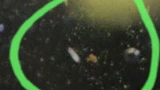 What are these tiny white BUGS in my tank?