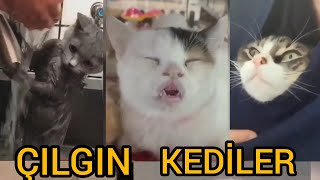 KEDİLER ALEMİ🐱