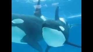 Two orcas playing