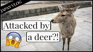 Attacked by a deer?! | Study Abroad in Japan [VLOG #15]