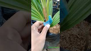 Bibit Kelapa Hijau #coconut #shorts #Семеназеленогококоса #绿色椰子种子