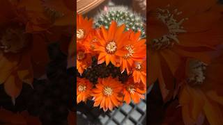 Ребуция Rebutia мал до удал #cactus #nature #rebutia