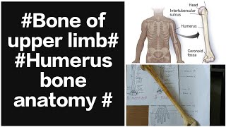 Humerus bone of anatomy