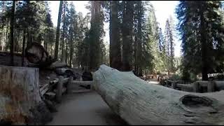 360 Degree Video - Visiting the Giant Tree in Sequoia National Park