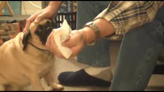 Cleaning Your Pugs Eyes