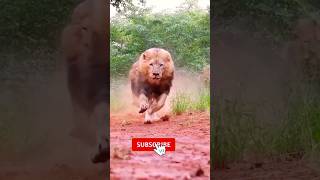 moye moye /new funny video/lion🐗🐗#lion #dog #doglover #youtubeshorts #funny #shortvideo #comedyvideo