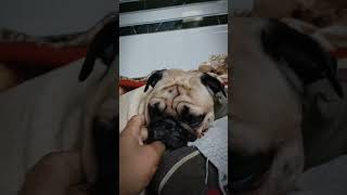 ||बहुत बुरा काटे||#pug #funnyanimals #comedy #trending #shortvideo #memes #darkmemes #trendingshorts