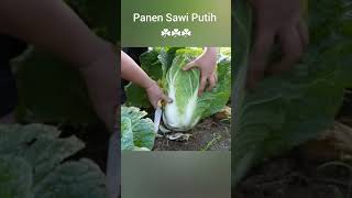 Panen Sawi Putih segar 😍😍😍 #plants #vegetables #sayuranorganik