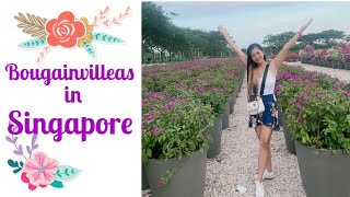 Bougainvilleas in Singapore