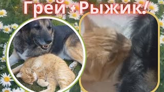 Необычная дружба Грей из Якутска и кот Рыжик