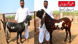 Famous Breeder Goat Langra Bloodline Asad Bhai Sarghoda 2023