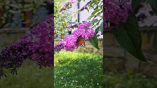 #motyl #butterfly #venkov #czechrepublic #summer #sommer #ceskyraj