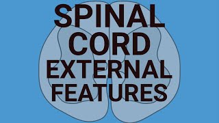 Spinal Cord: External features