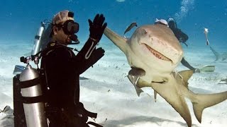 Гимн дайверов Дайверская песня Влад Брайт прикольные фото