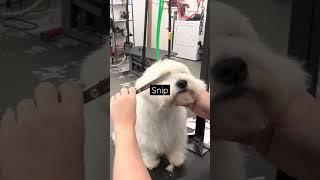 Dog likes the snips