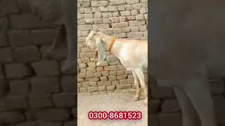 pure makhi cheeni goat | #shorts | shortsvideos | shortvideo | makhi cheeni goat @joyia goat farm