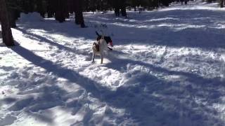 Snow pups Dec'12