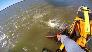 Redfish schools in the marsh while fishing from my kayak