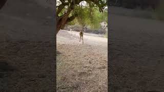 #desert #camel #beautiful $#video #viral