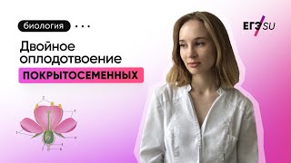 Двойное оплодотворение Покрытосеменных |  ЕГЭ SU Биология