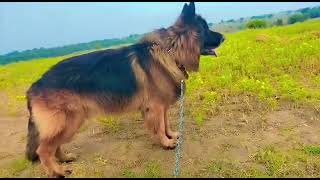 Huge 😳Long Coat German Shepherd #natgeo  #subscribe #natgeowild  #nationalpark  #viralvideo