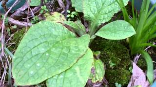 Wild plant foraging journey's # 43 Green alkanet - Penteglottis sempervirens